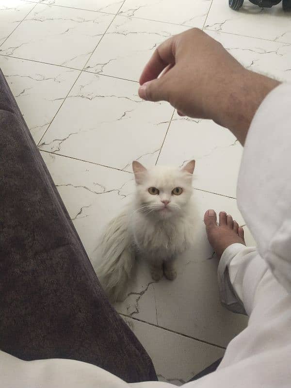 Persian kitten Male 2