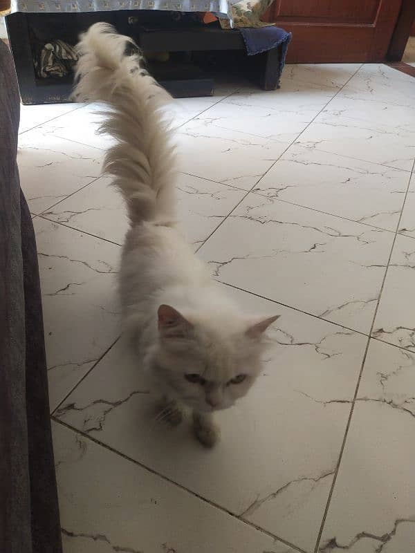 Persian kitten Male 4