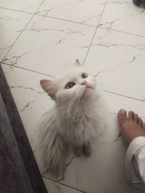 Persian kitten Male 5