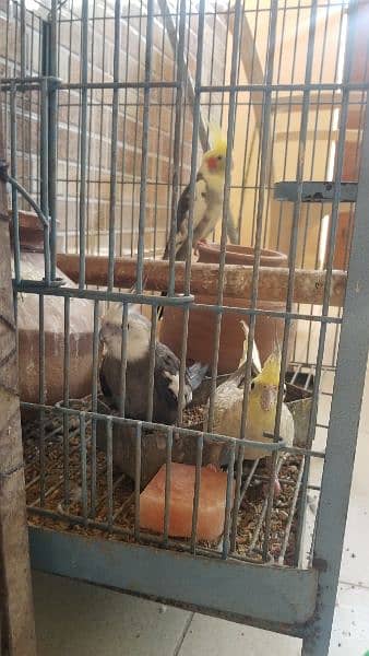 2 Grey and 2 Cream Cocktatiel 0