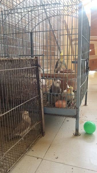 2 Grey and 2 Cream Cocktatiel 1