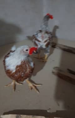 saplish wyandotte chicks available ha