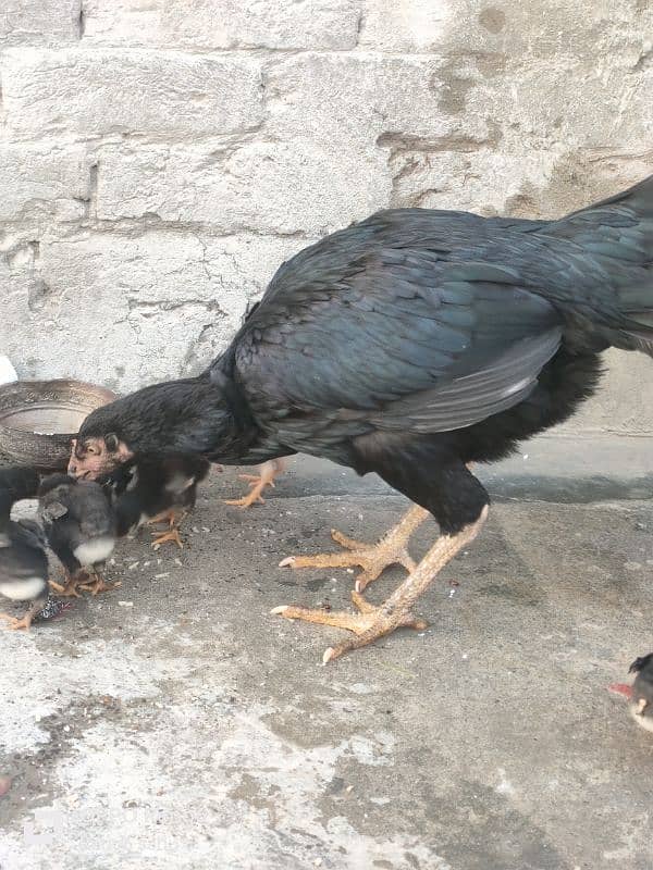 aseel with 8 chicks 0