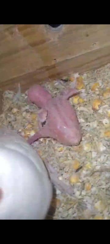 breeder Hai Ek chhota baccha Hai 4