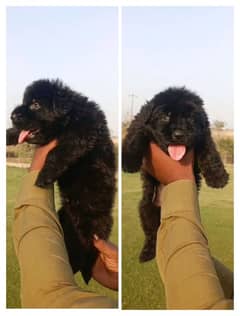 German shepherd top quality black and black and tan puppy