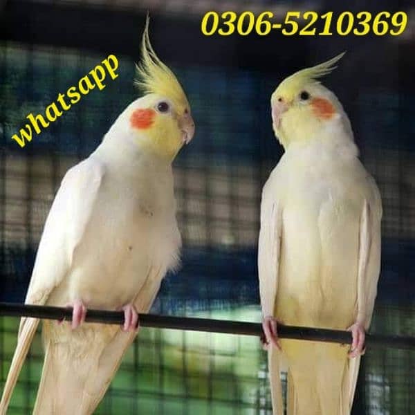 cockatiel cocktail Australian parrot bird 0