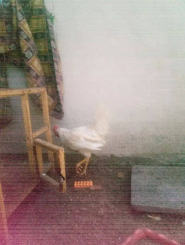 6 hens with 3 cages(2 female or 4 male)03053991673/whatsupp 4