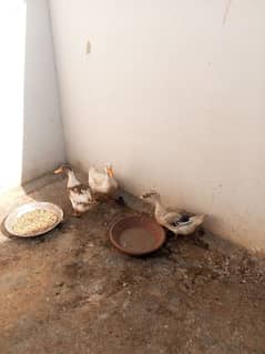 Ducks