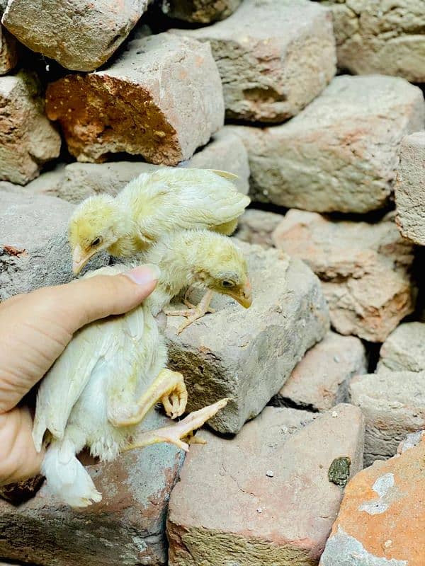 aseel shamo chicks white pair 17k. black pair 15 age 1 month 0