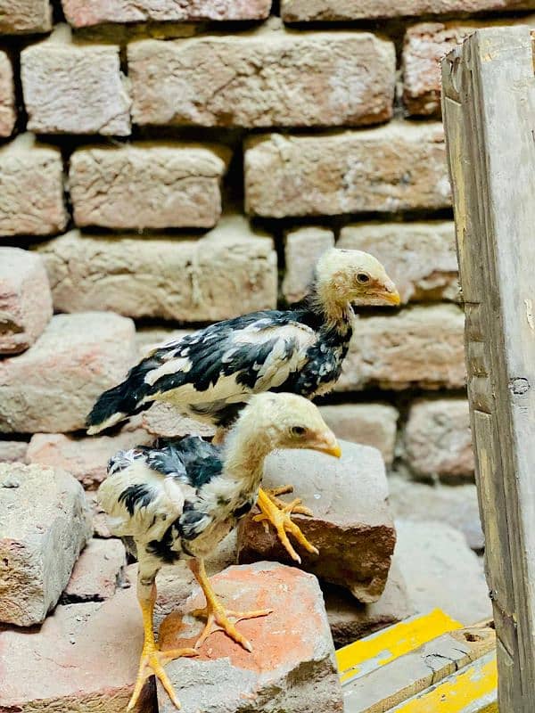 aseel shamo chicks white pair 17k. black pair 15 age 1 month 1
