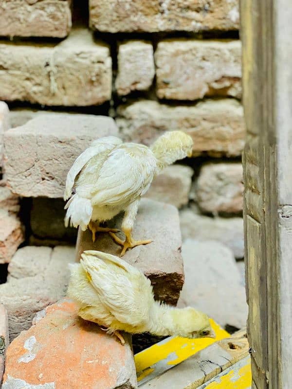 aseel shamo chicks white pair 17k. black pair 15 age 1 month 3