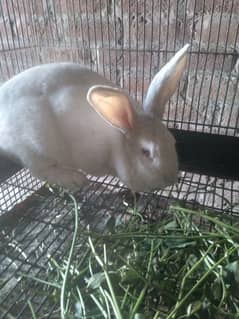 Breeder New zealand female rabbits/Ayam cenami breeder