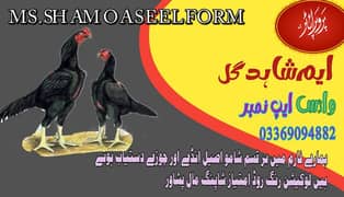 Eggs Shamo. chicks available واٹس ایپ نمبر 03369094882