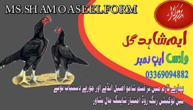 Eggs Shamo. chicks available واٹس ایپ نمبر 03369094882 0