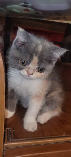Persian
