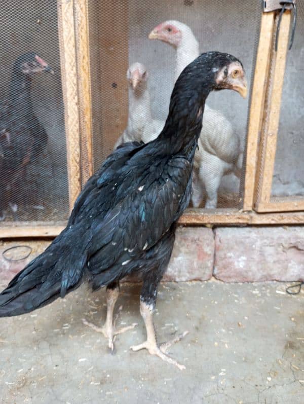 #Aseel shamo #black O shamo # King shamo # Top quality shamo 1