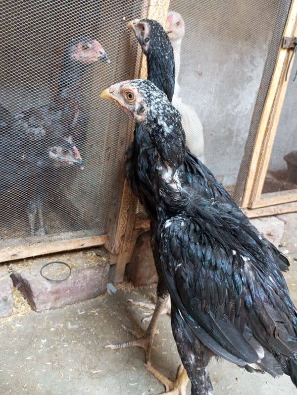 #Aseel shamo #black O shamo # King shamo # Top quality shamo 2