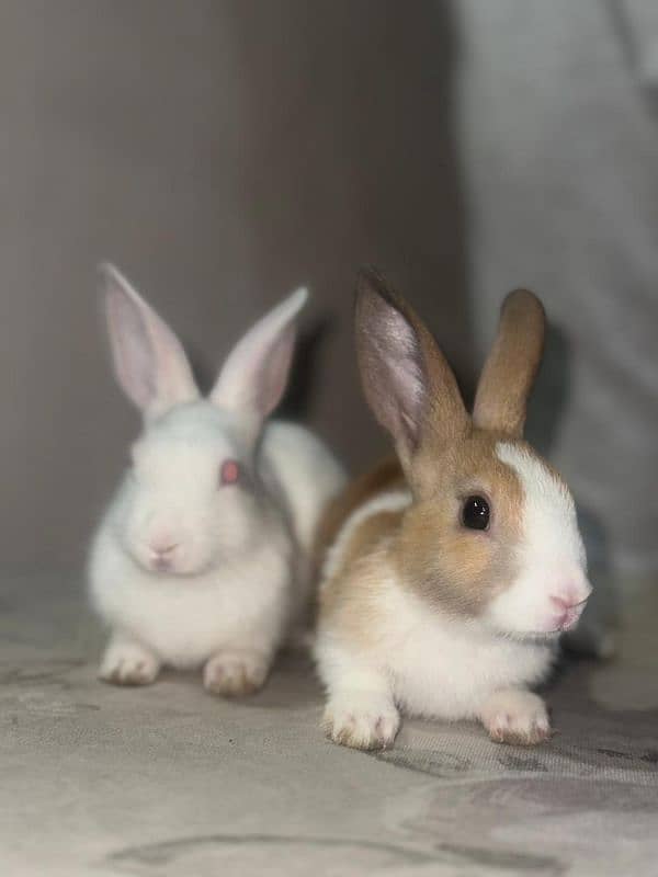 2 Rabbits for Sale High Quality 0