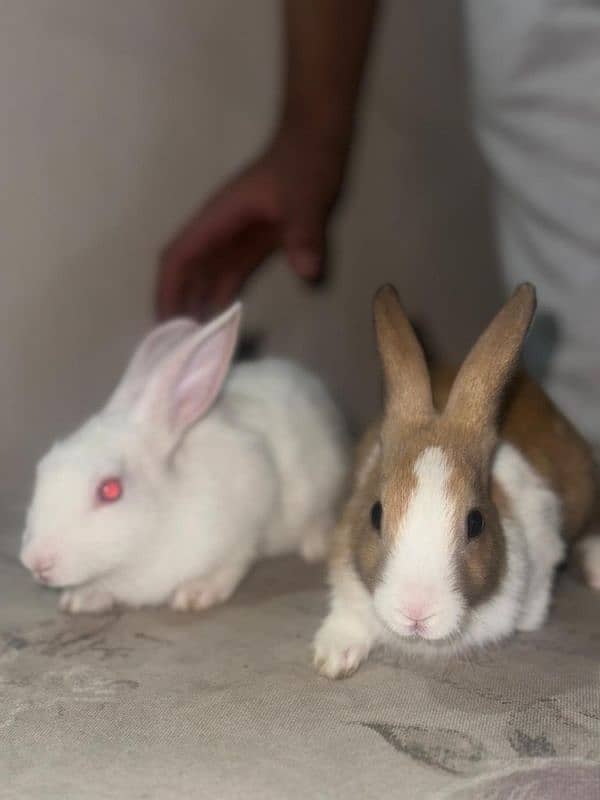 2 Rabbits for Sale High Quality 1