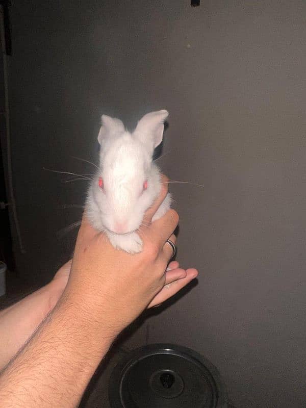 2 Rabbits for Sale High Quality 3