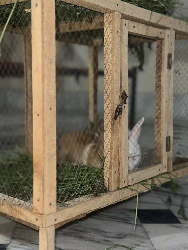 2 Rabbits for Sale High Quality 4