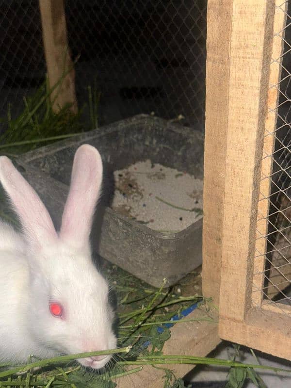 2 Rabbits for Sale High Quality 5