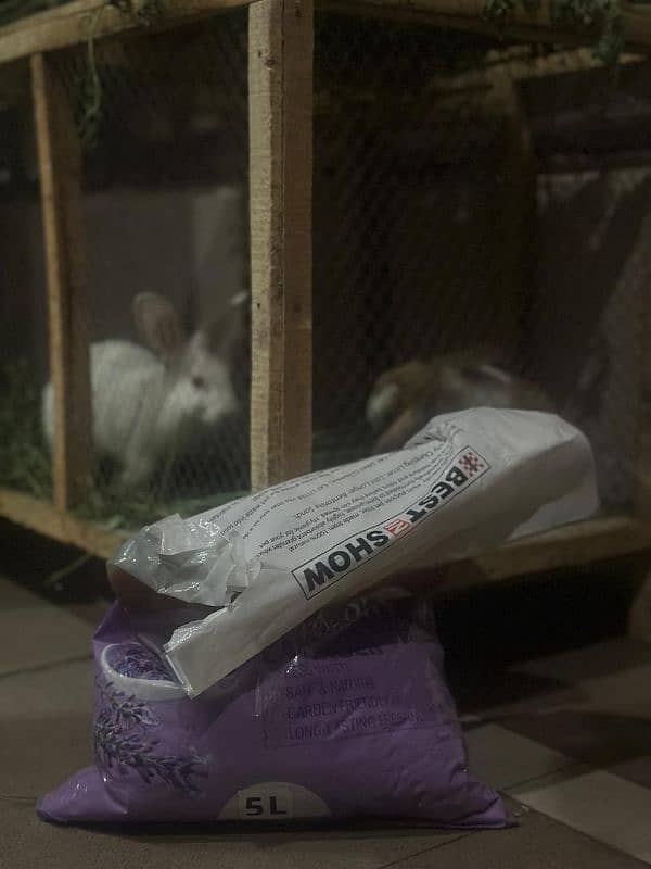 2 Rabbits for Sale High Quality 6