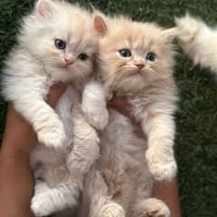 Persian