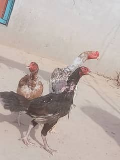 aseel he