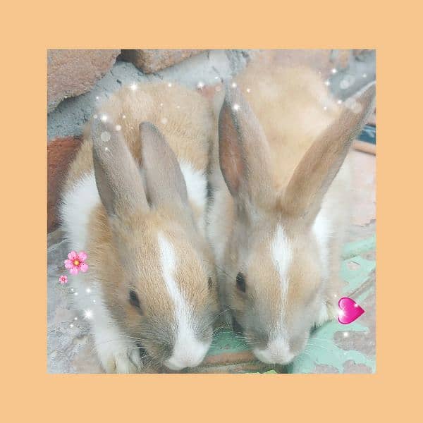 Beautiful  rabbits  available 0