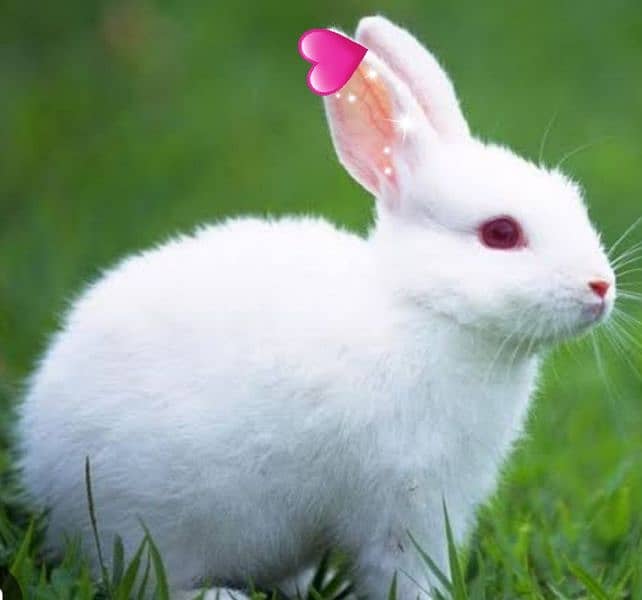 Beautiful  rabbits  available 1