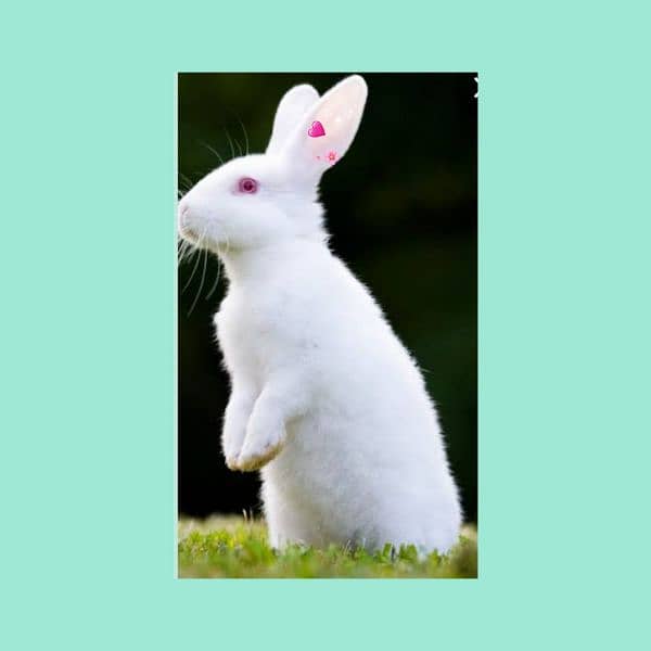 Beautiful  rabbits  available 2