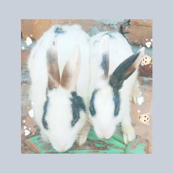 Beautiful  rabbits  available 3