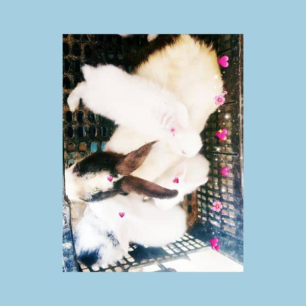 Beautiful  rabbits  available 4
