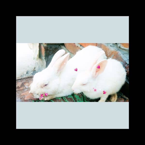 Beautiful  rabbits  available 5