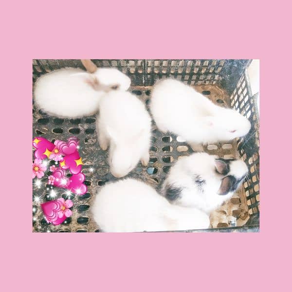 Beautiful  rabbits  available 6
