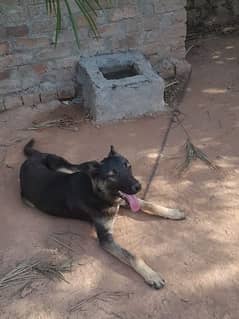 pagiyari dog