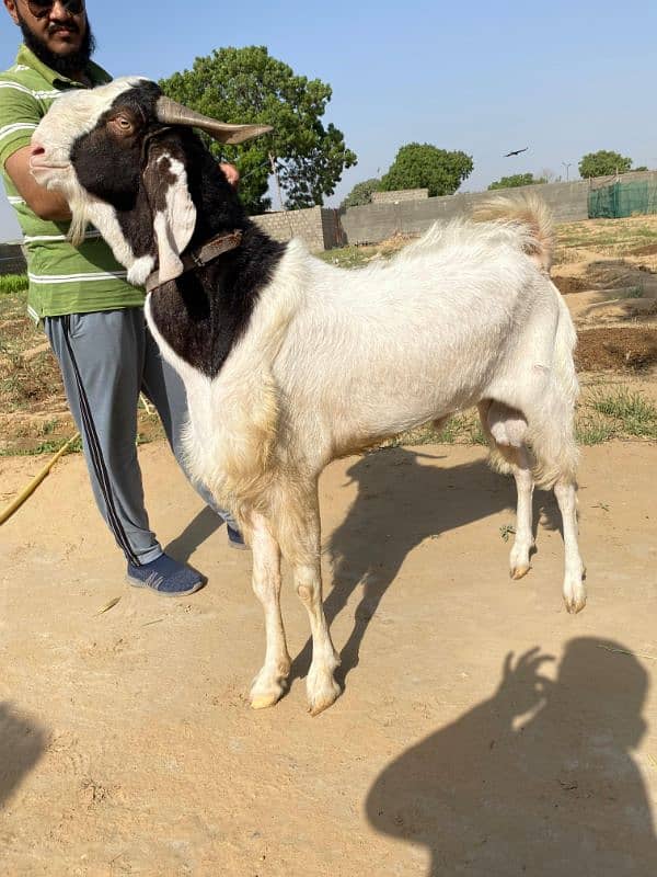 Bakray for sale barra wala single aur chotay joddi mai 0