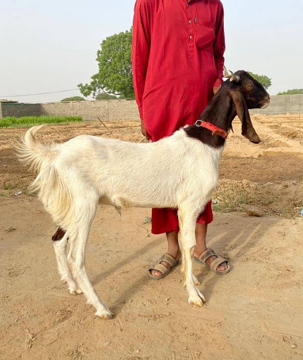 Bakray for sale barra wala single aur chotay joddi mai 2