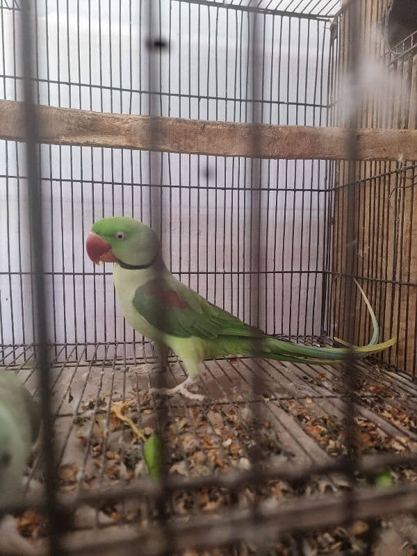Parrots pair 0