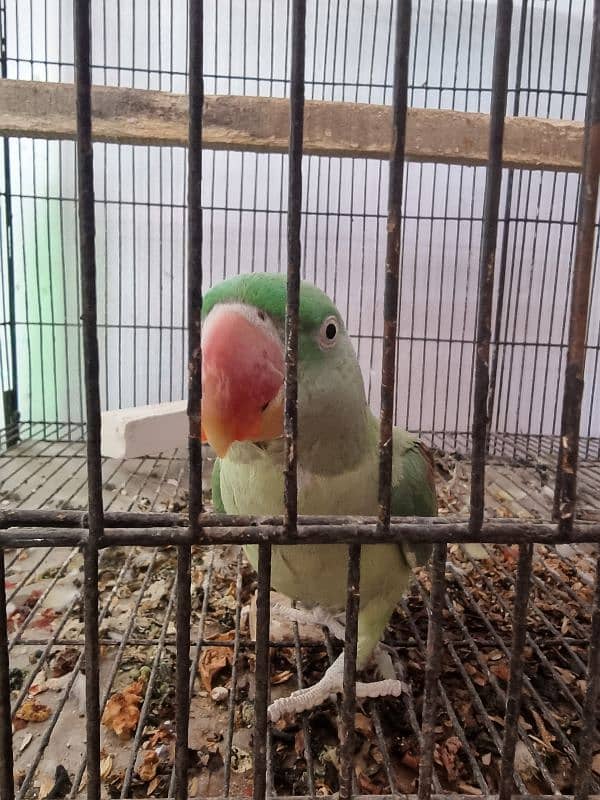Parrots pair 1