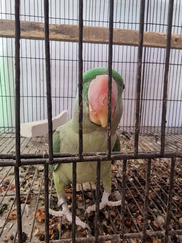 Parrots pair 2
