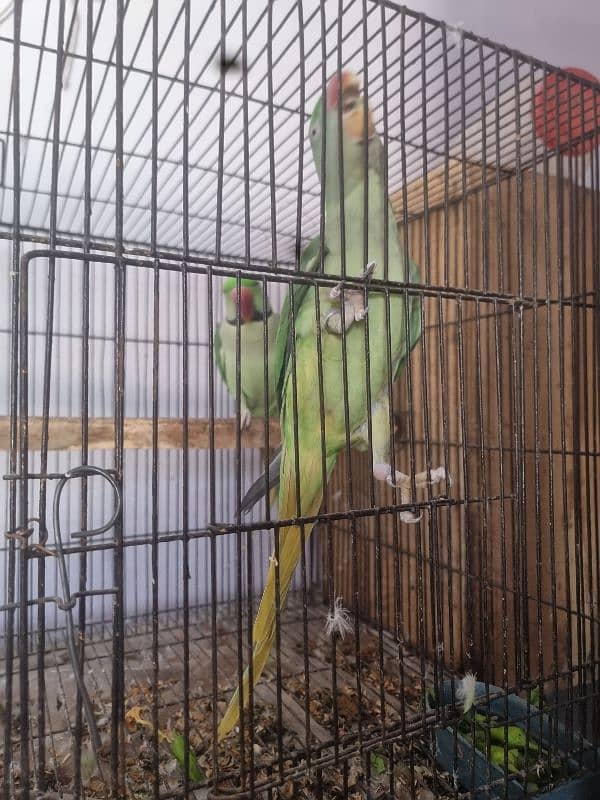 Parrots pair 3