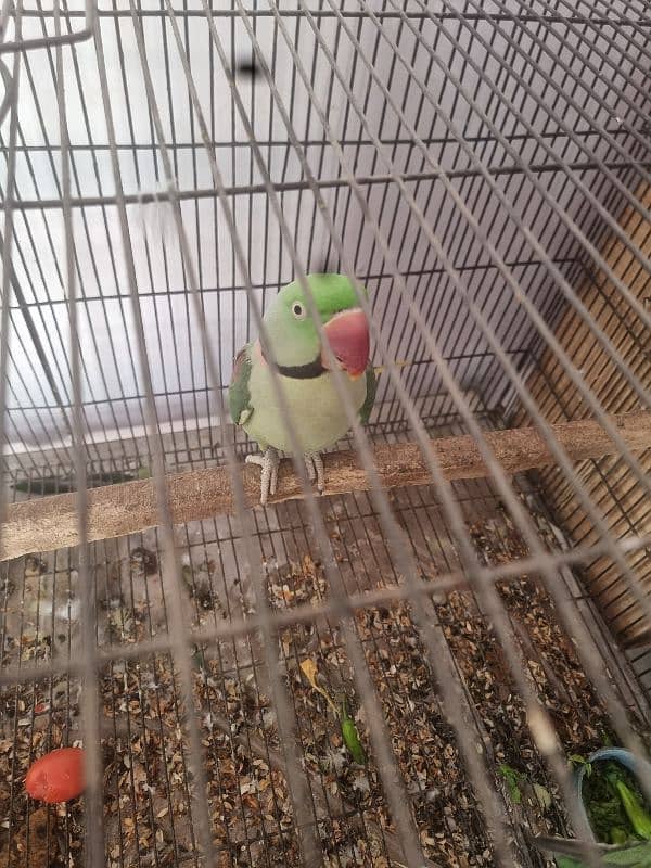 Parrots pair 4