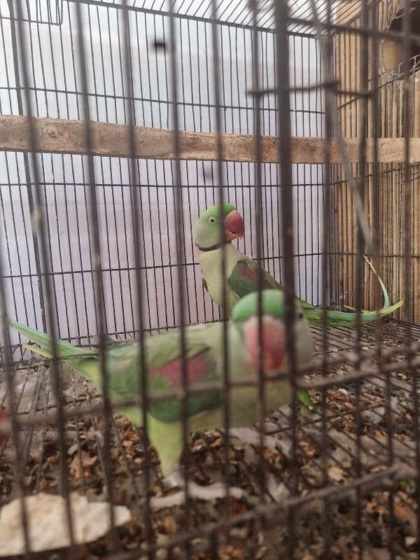 Parrots pair 5