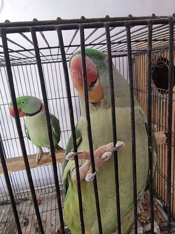Parrots pair 6