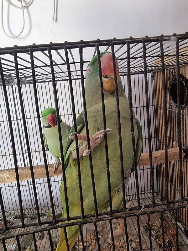 Parrots pair 7