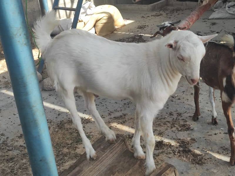 Gulabi Tedda Bakra Age 5 Month 1