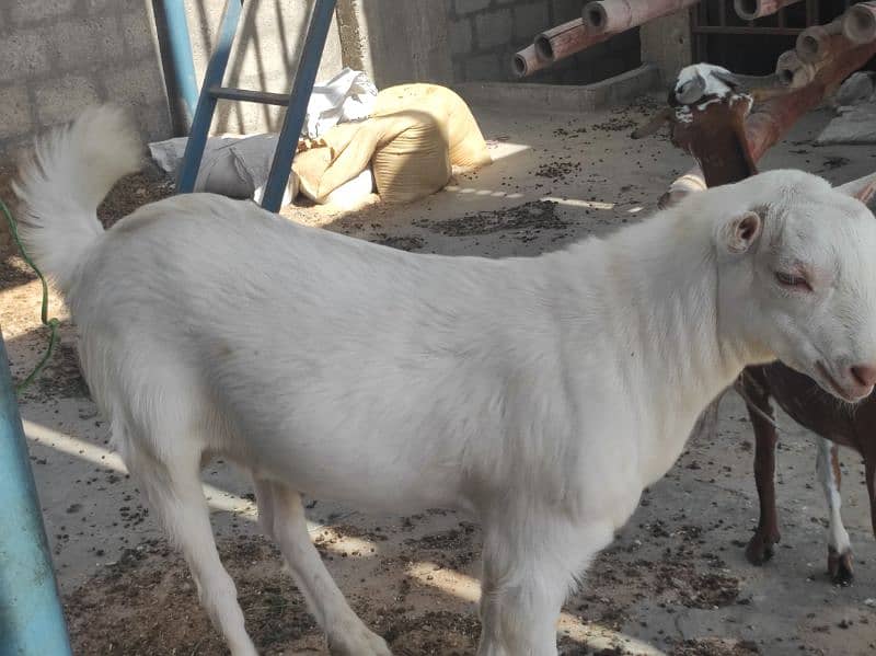 Gulabi Tedda Bakra Age 5 Month 2