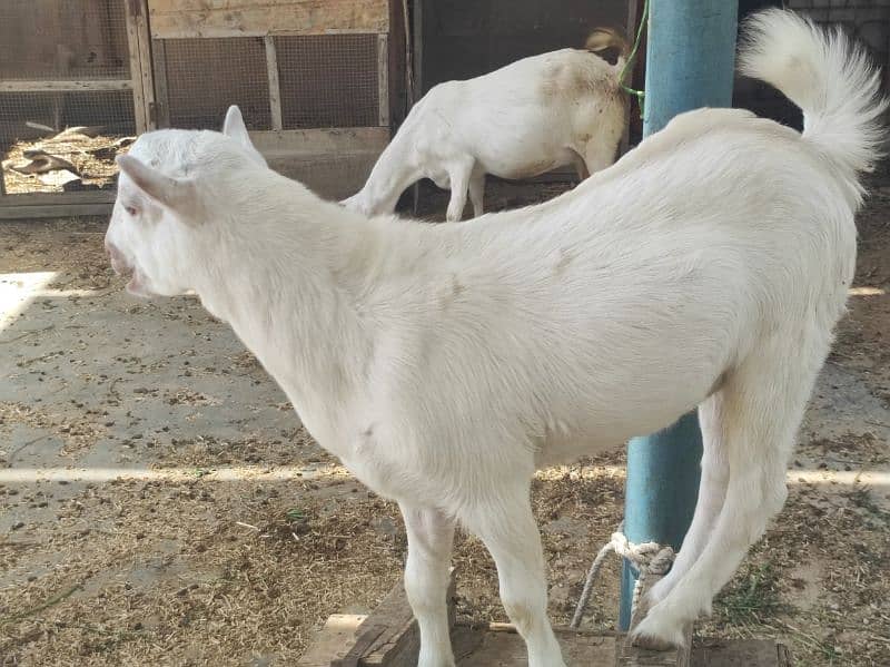 Gulabi Tedda Bakra Age 5 Month 3